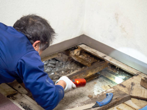 Best Emergency Mold Removal  in West Ack, NY