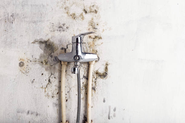 Best Black Mold Removal  in West Ack, NY