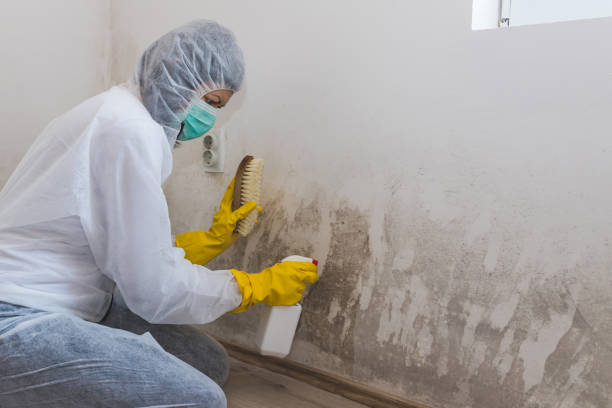 Best Mold Cleaning Services  in West Ack, NY