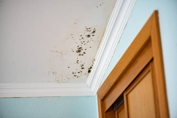 Professional Mold Removal in West Nyack, NY