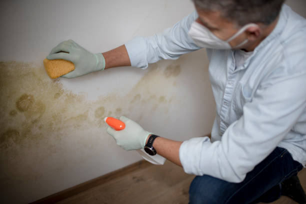 Best Mold Damage Repair  in West Ack, NY