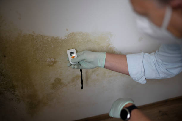 Best Commercial Mold Removal  in West Ack, NY