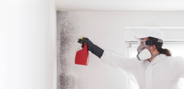 Best Attic Mold Removal  in West Ack, NY