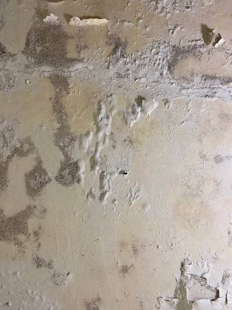 Best Certified Mold Removal  in West Ack, NY