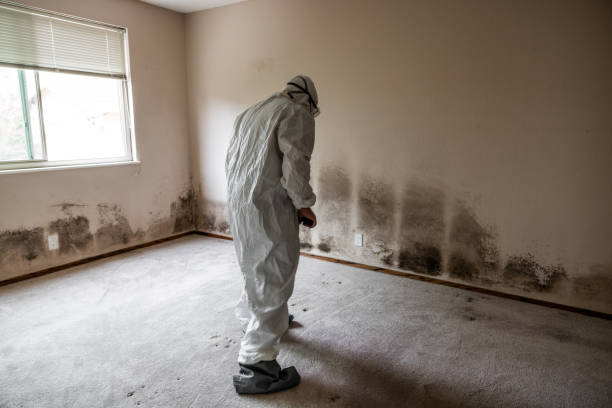 Best Best Mold Removal Companies  in West Ack, NY