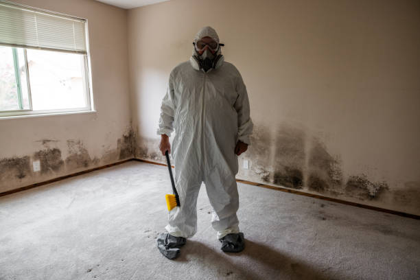 Best Local Mold Removal Service  in West Ack, NY