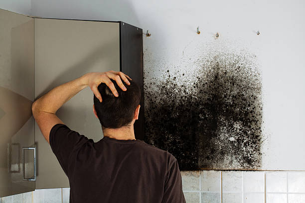 Best Same-Day Mold Removal  in West Ack, NY