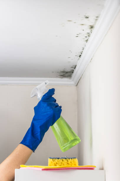 Best Affordable Mold Removal  in West Ack, NY